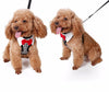 Fashion Bowknot Dog Harness