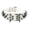 Studded Leather Dog Collars